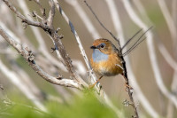 Cape Leeuwin Lighthouse